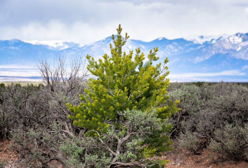 Bushes and mountains in the background in Taos, New Mexico