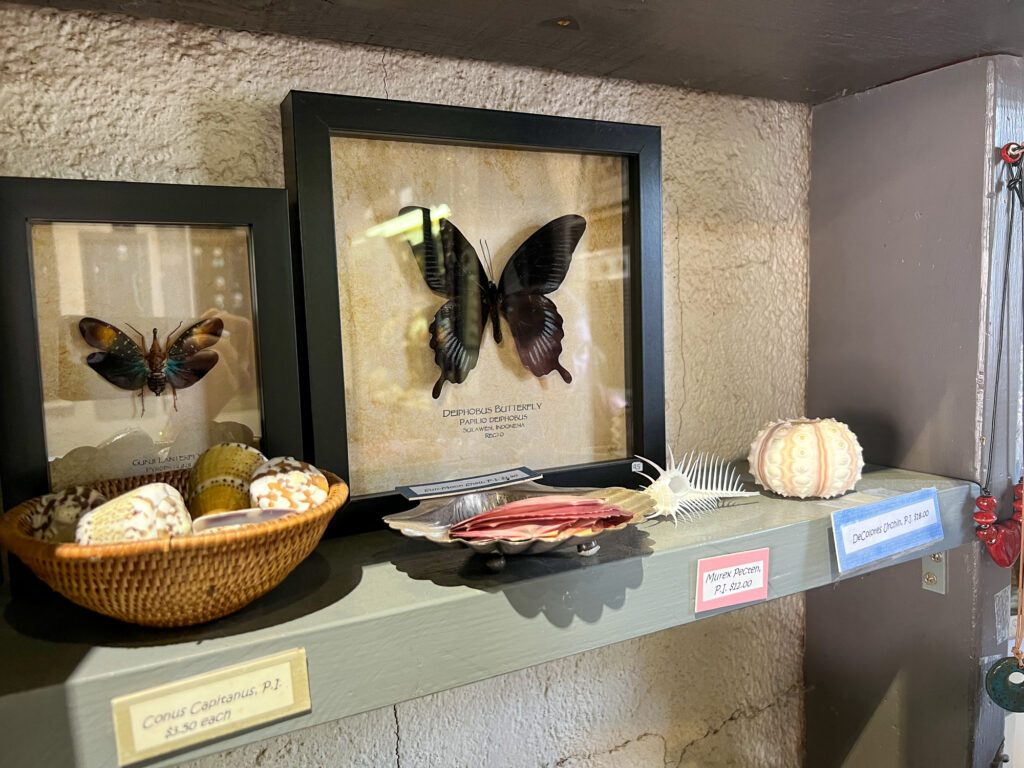 Butterfly display in Sedona