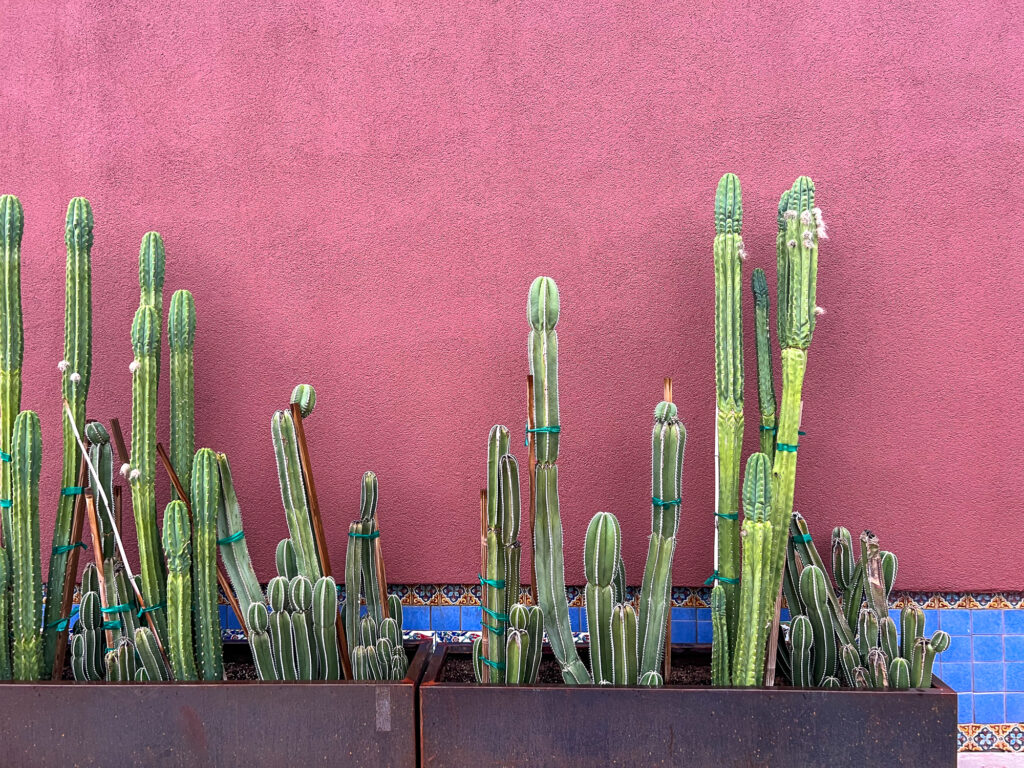 Cacti planters