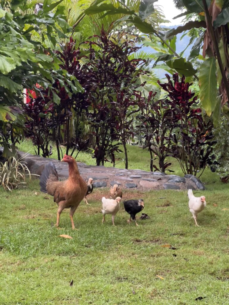 Chickens enjoying the grass